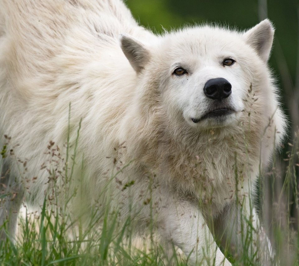 Обои морда, трава, природа, взгляд, белый, волк, арктический волк, face, grass, nature, look, white, wolf, arctic wolf разрешение 2048x1280 Загрузить