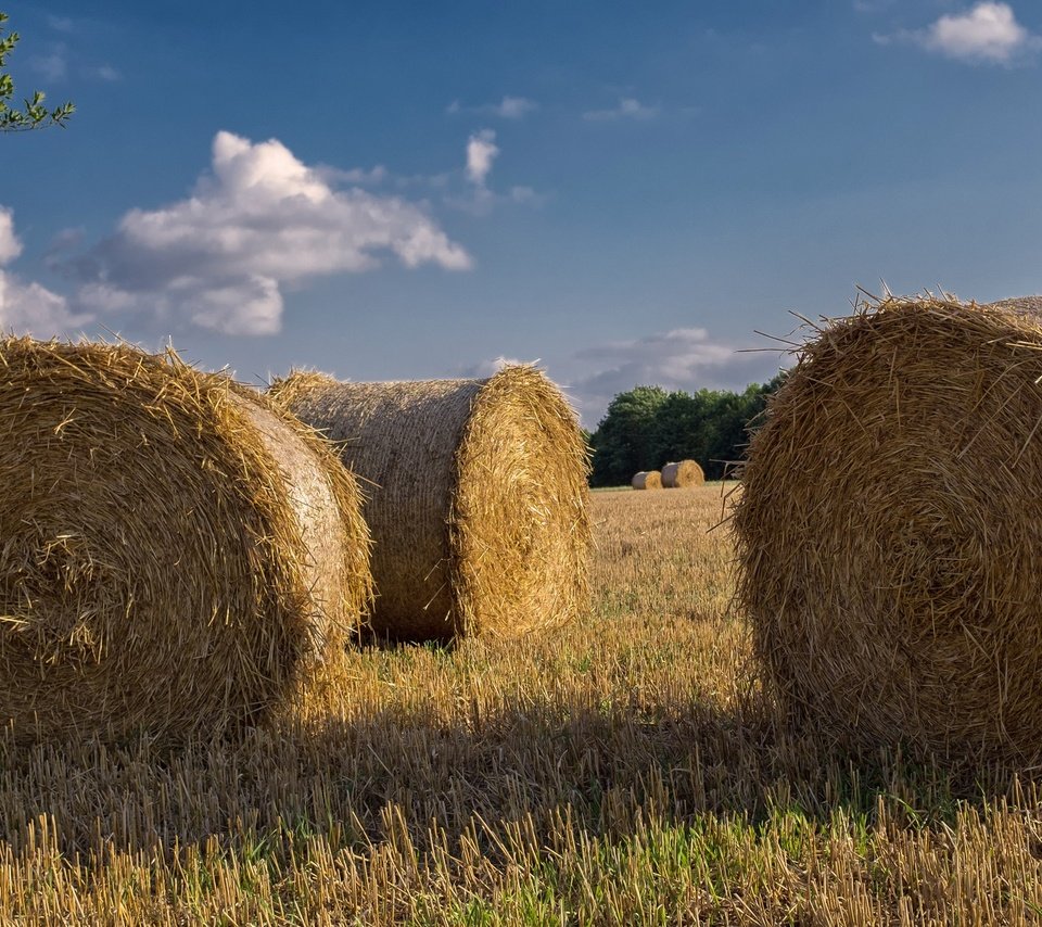 Обои небо, тюки, облака, рулоны, природа, пейзаж, поле, сено, лето, солома, the sky, bales, clouds, rolls, nature, landscape, field, hay, summer, straw разрешение 2048x1205 Загрузить