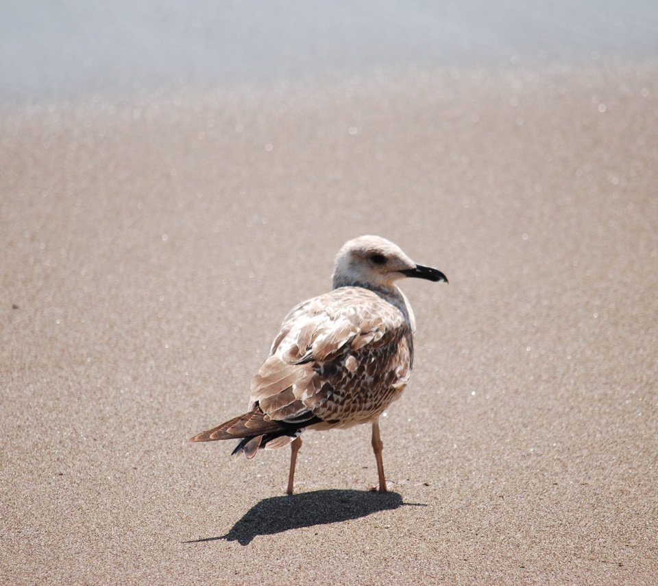 Обои песок, чайка, птица, клюв, перья, sand, seagull, bird, beak, feathers разрешение 3872x2592 Загрузить