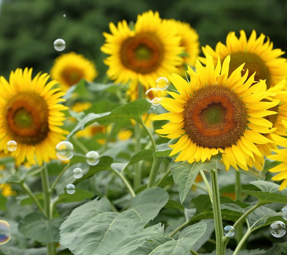 Обои цветы, поле, лето, лепестки, подсолнухи, мыльные пузыри, flowers, field, summer, petals, sunflowers, bubbles разрешение 5213x3475 Загрузить