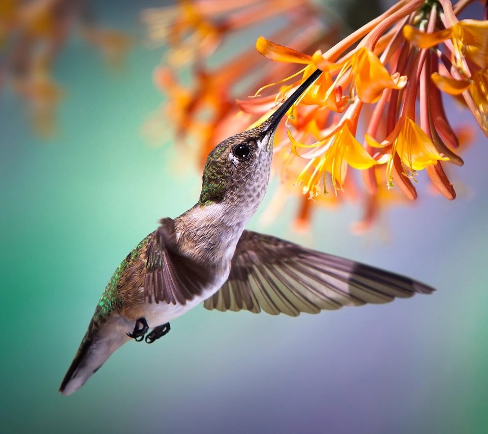 Обои полет, цветок, птица, птичка, тропики, нектар, колибри, flight, flower, bird, tropics, nectar, hummingbird разрешение 2000x1332 Загрузить