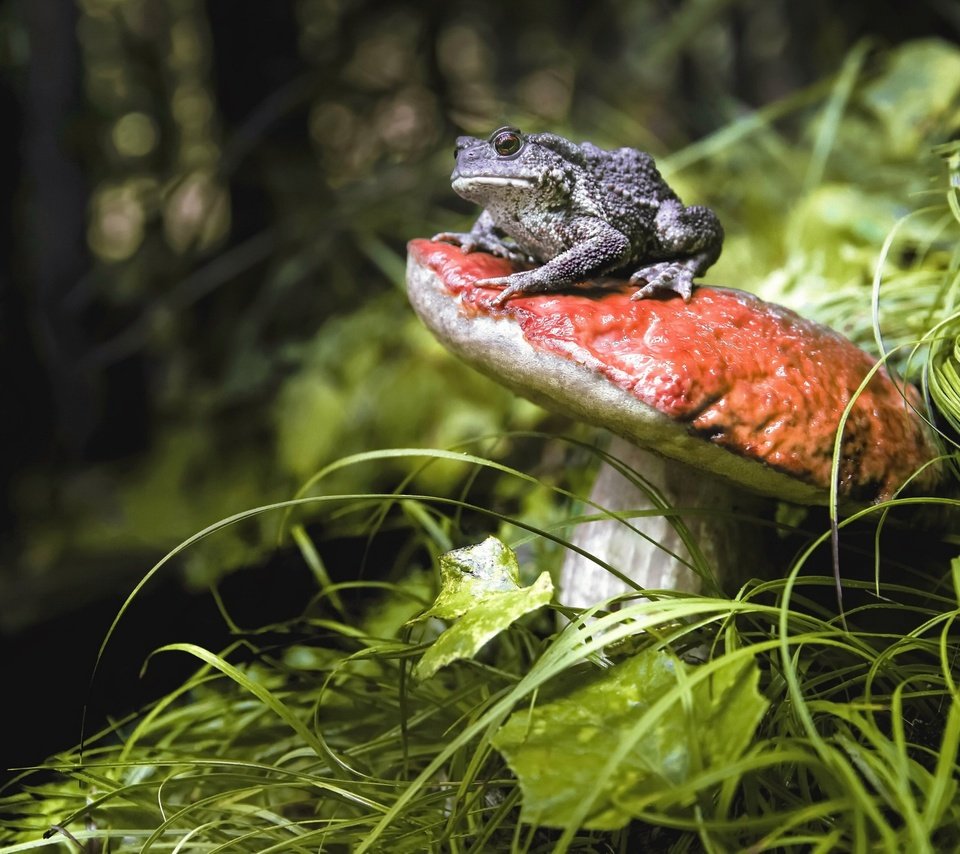 Обои трава, природа, растения, животные, лягушка, гриб, grass, nature, plants, animals, frog, mushroom разрешение 2048x1322 Загрузить