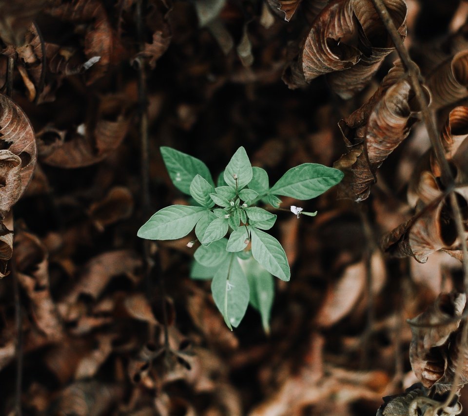 Обои природа, зелень, листья, макро, зеленые, сухие, nature, greens, leaves, macro, green, dry разрешение 5184x3456 Загрузить