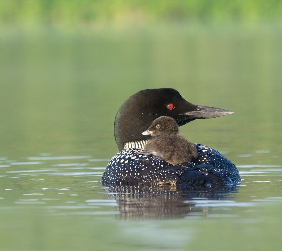 Обои птенец, водоем, птица, клюв, черноклювая гагара, гагара, chick, pond, bird, beak, chernokova loon, loon разрешение 2048x1290 Загрузить