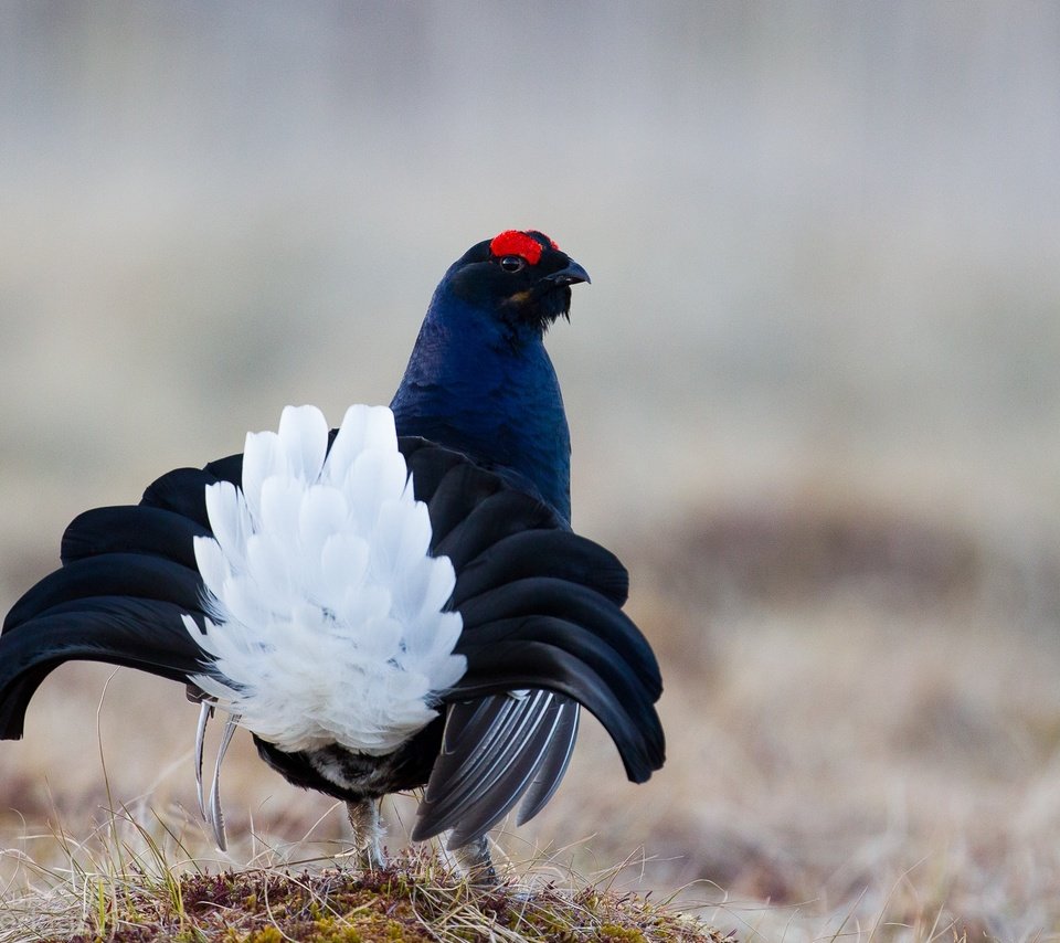 Обои птица, перья, окрас, хвост, тетерев, bird, feathers, color, tail, grouse разрешение 2000x1333 Загрузить