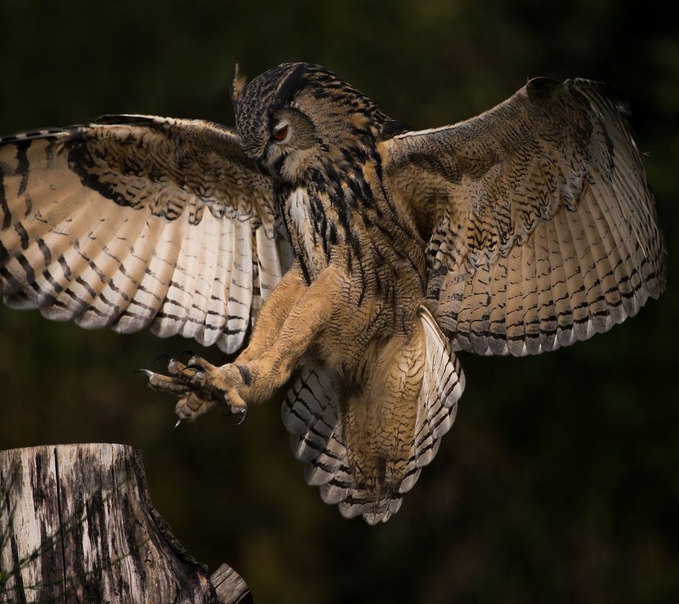 Обои сова, природа, полет, крылья, профиль, птица, owl, nature, flight, wings, profile, bird разрешение 2048x1365 Загрузить