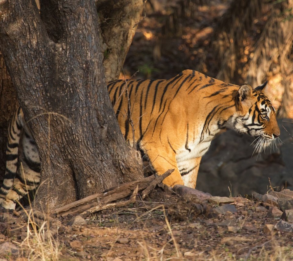 Обои тигр, дерево, хищник, профиль, дикая кошка, tiger, tree, predator, profile, wild cat разрешение 4200x2800 Загрузить