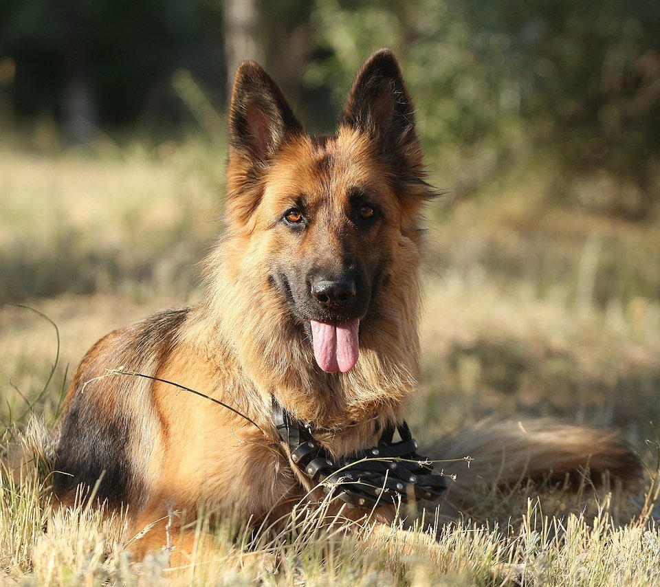 Обои трава, друг, язык, немецкая овчарка, овчарка, grass, each, language, german shepherd, shepherd разрешение 1920x1280 Загрузить