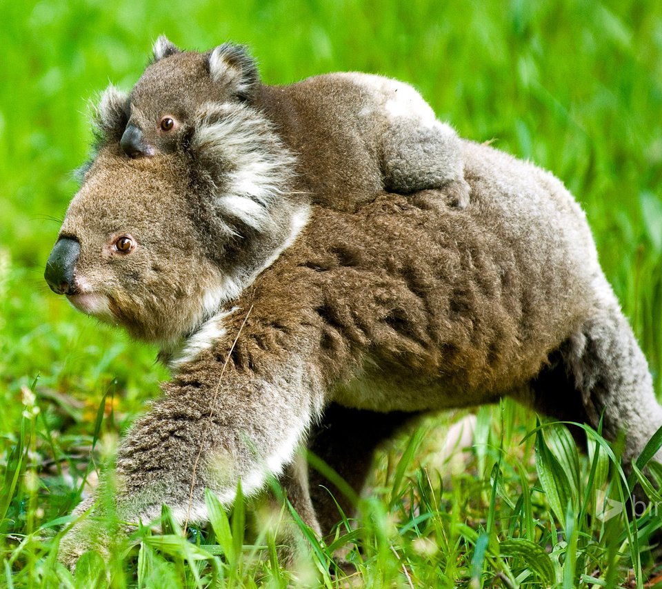 Обои трава, природа, детеныш, медвежонок, коала, коалы, grass, nature, cub, bear, koala, koalas разрешение 1920x1200 Загрузить