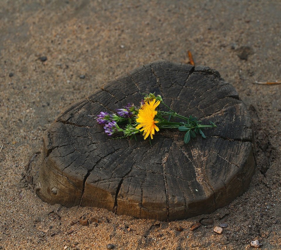 Обои цветы, клевер, песок, трещины, одуванчик, цветочки, пень, flowers, clover, sand, cracked, dandelion, stump разрешение 1920x1280 Загрузить