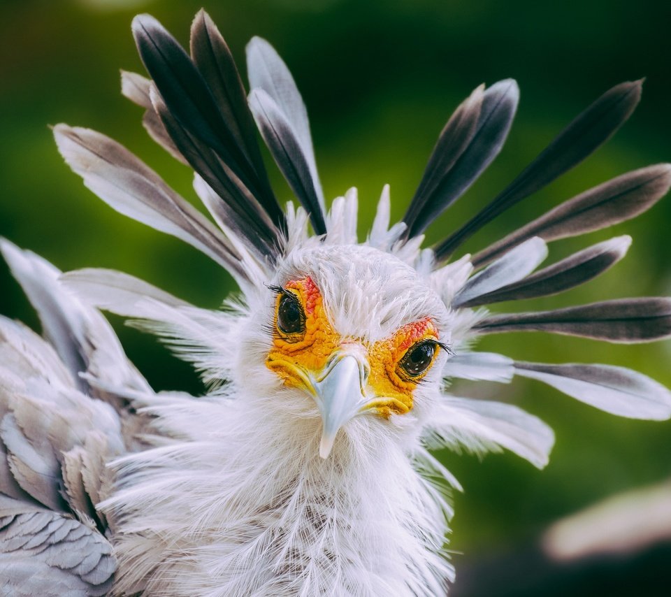 Обои взгляд, птица, клюв, перья, птица-секретарь, look, bird, beak, feathers, secretary bird разрешение 2048x1362 Загрузить