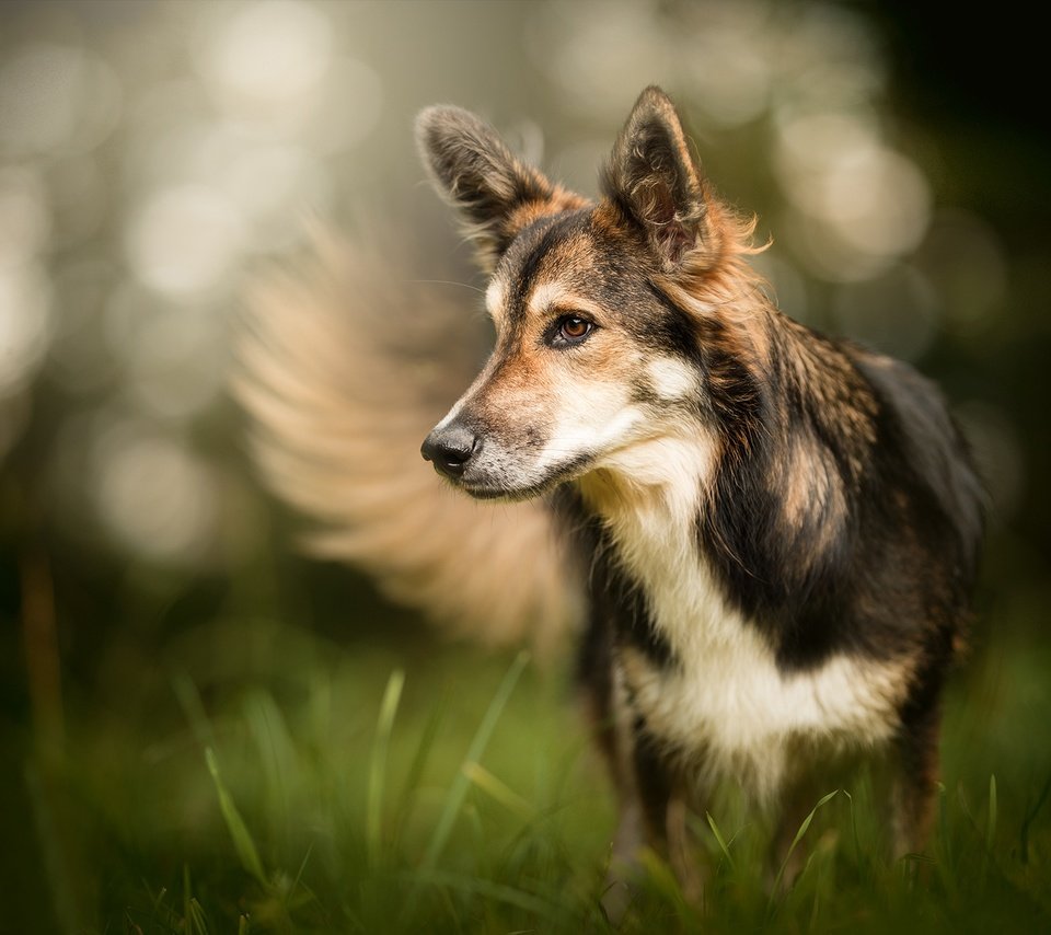 Обои трава, мордочка, взгляд, собака, боке, grass, muzzle, look, dog, bokeh разрешение 2048x1323 Загрузить