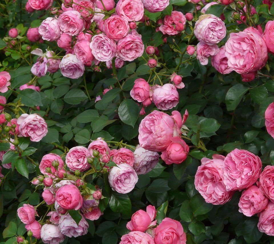 Обои цветы, бутоны, лепестки, розовые, куст, чайная роза, flowers, buds, petals, pink, bush, tea rose разрешение 3264x2448 Загрузить