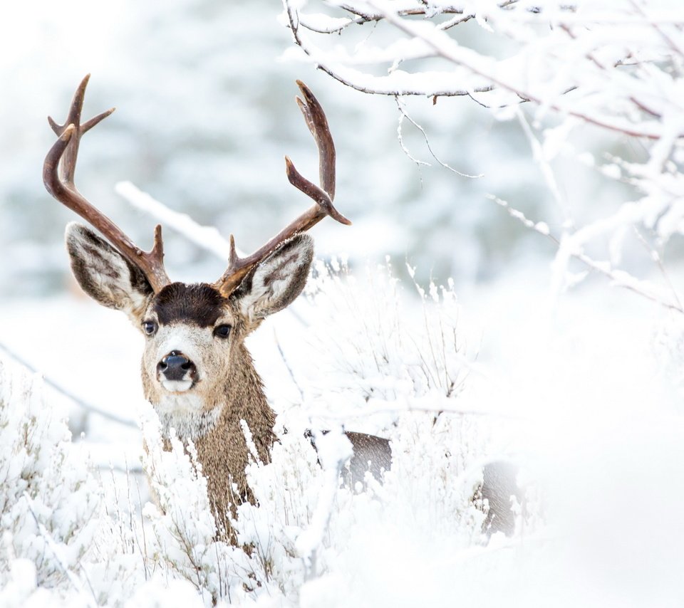 Обои снег, лес, олень, зима, ветки, иней, рога, snow, forest, deer, winter, branches, frost, horns разрешение 2560x1674 Загрузить