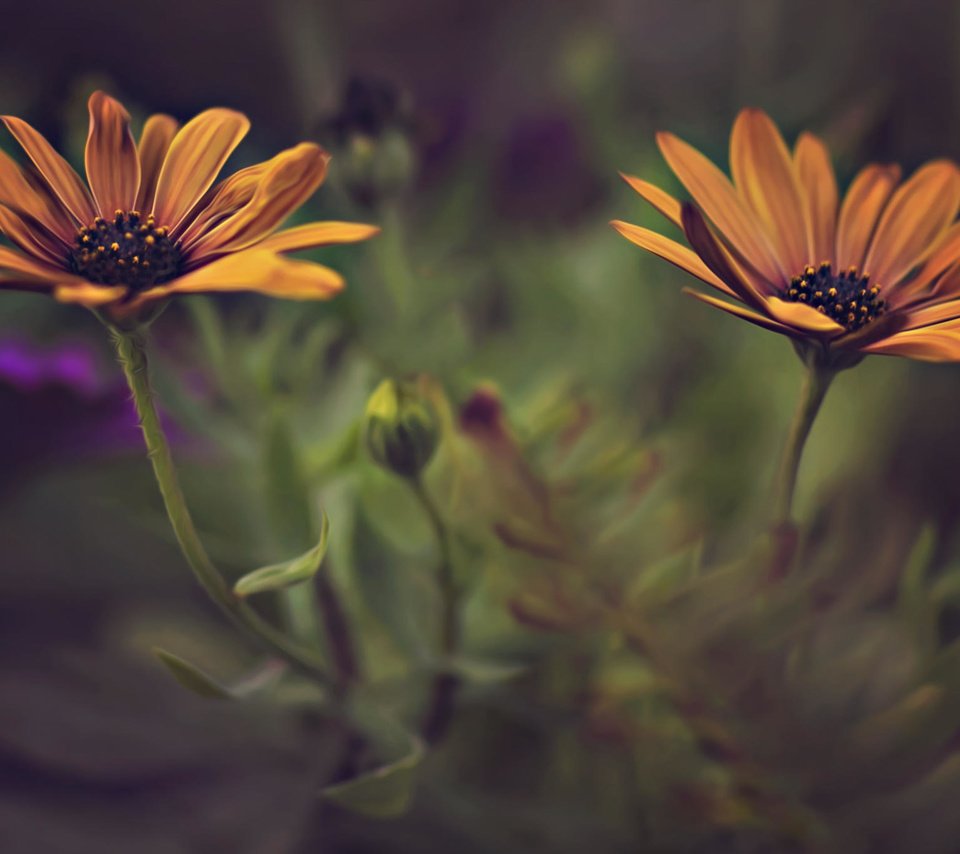 Обои цветы, лепестки, размытость, стебли, dina telhami, остеоспермум, flowers, petals, blur, stems, osteospermum разрешение 2048x1365 Загрузить