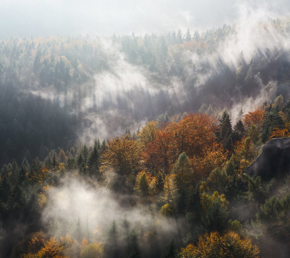 Обои деревья, горы, лес, туман, осень, ущелье, trees, mountains, forest, fog, autumn, gorge разрешение 4000x2667 Загрузить