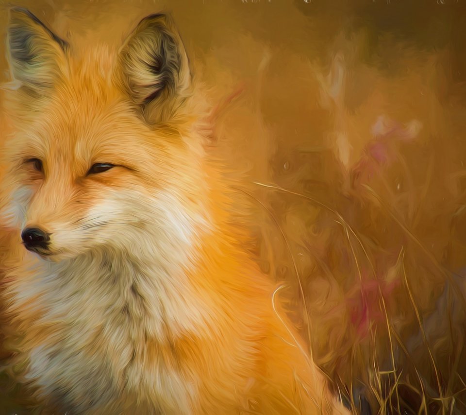 Обои мордочка, взгляд, лиса, лисица, muzzle, look, fox разрешение 5315x3543 Загрузить