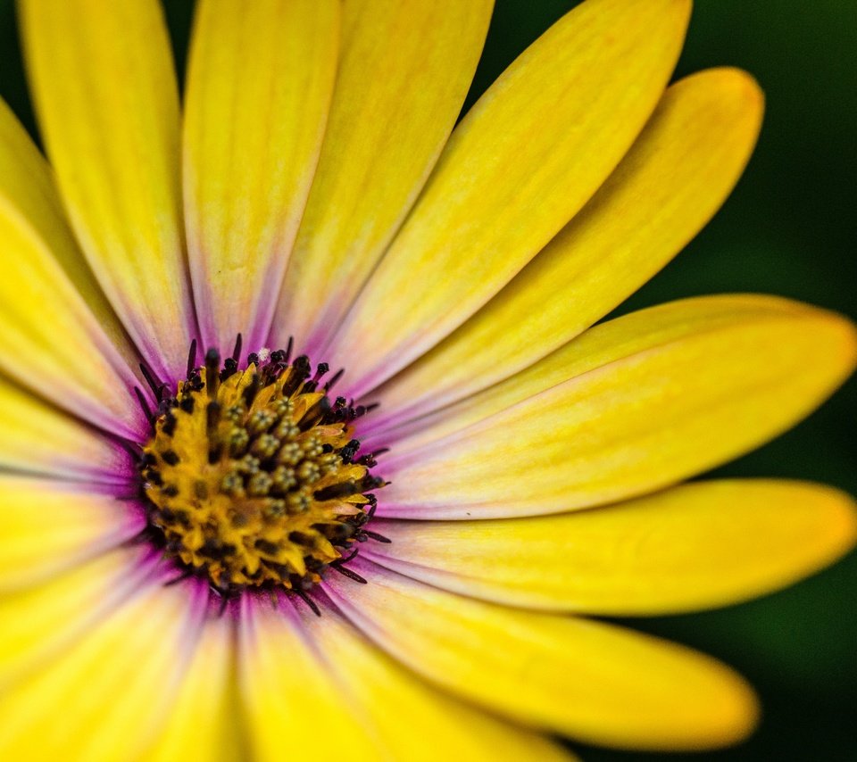 Обои макро, цветок, лепестки, жёлтая, гербера, маргаритка, macro, flower, petals, yellow, gerbera, daisy разрешение 4551x2932 Загрузить