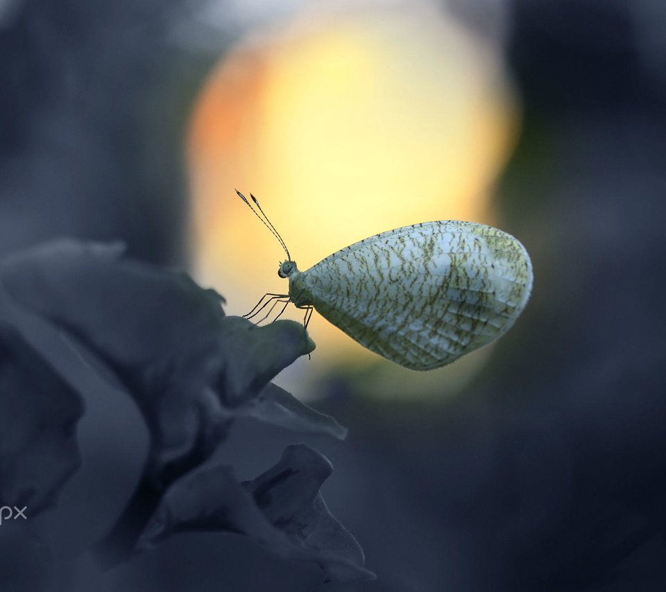 Обои насекомое, цветок, бабочка, крылья, alfian ismail, insect, flower, butterfly, wings разрешение 2000x1333 Загрузить