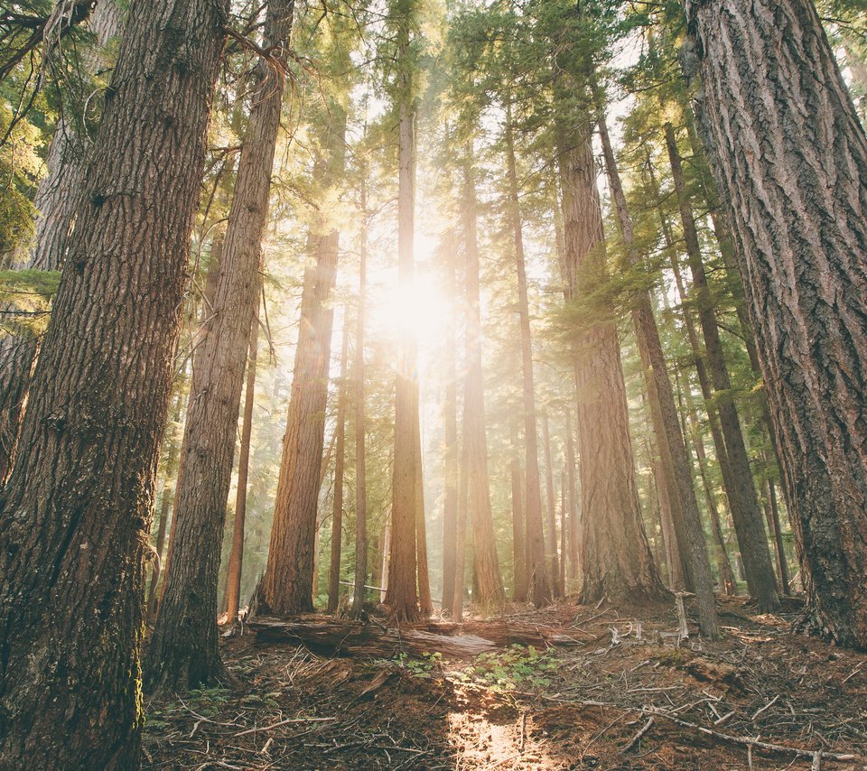 Обои деревья, лес, лучи солнца, стволы, рассвет, сосны, орегон, trees, forest, the rays of the sun, trunks, dawn, pine, oregon разрешение 3840x2400 Загрузить