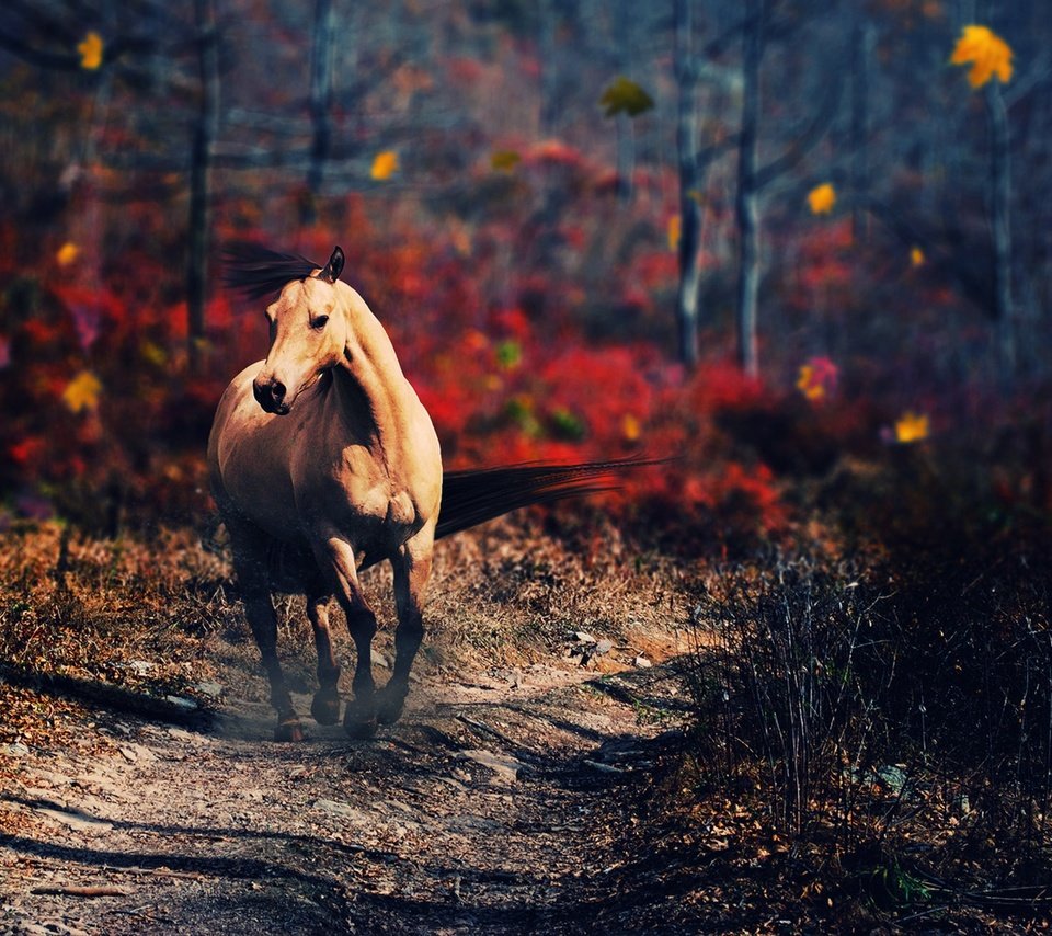 Обои лошадь, деревья, природа, осень, конь, horse, trees, nature, autumn разрешение 2560x1440 Загрузить