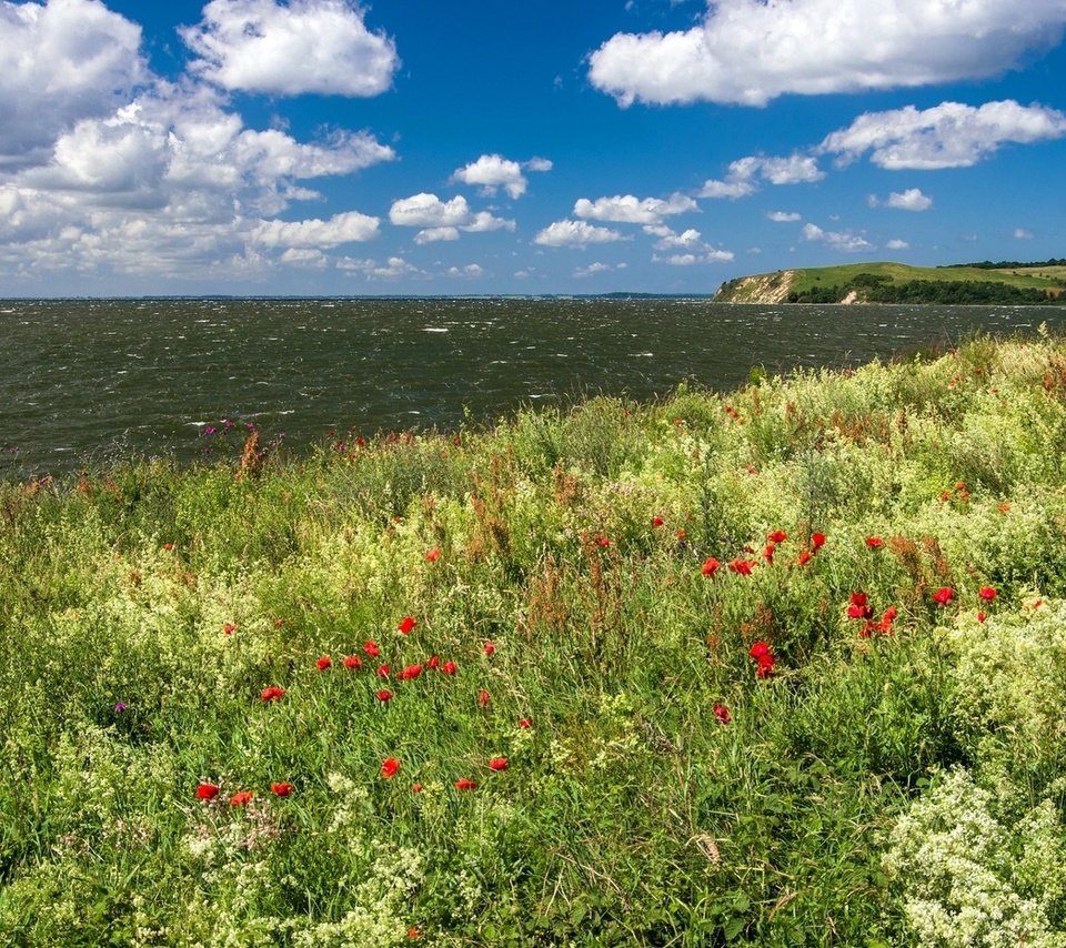 Обои небо, цветы, облака, берег, море, the sky, flowers, clouds, shore, sea разрешение 1920x1080 Загрузить