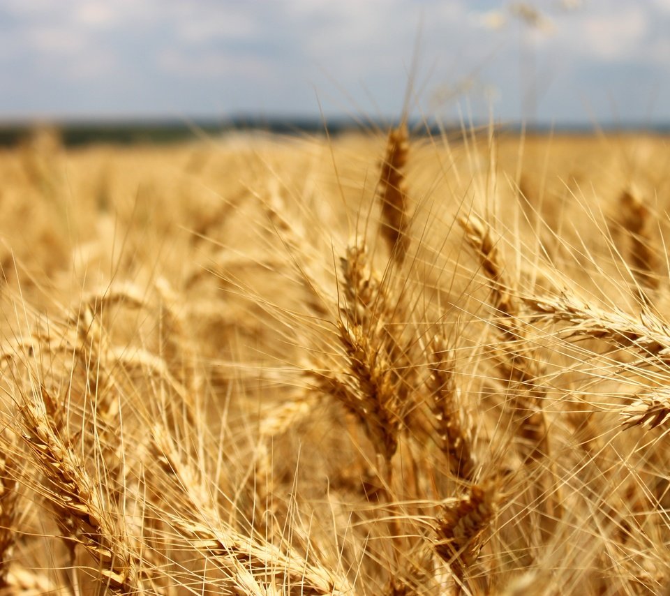 Обои природа, поле, колосья, пшеница, рожь, nature, field, ears, wheat, rye разрешение 4272x2848 Загрузить