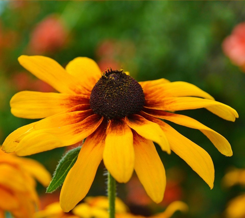 Обои желтый, цветок, лепестки, рудбекия, yellow, flower, petals, rudbeckia разрешение 3002x1854 Загрузить