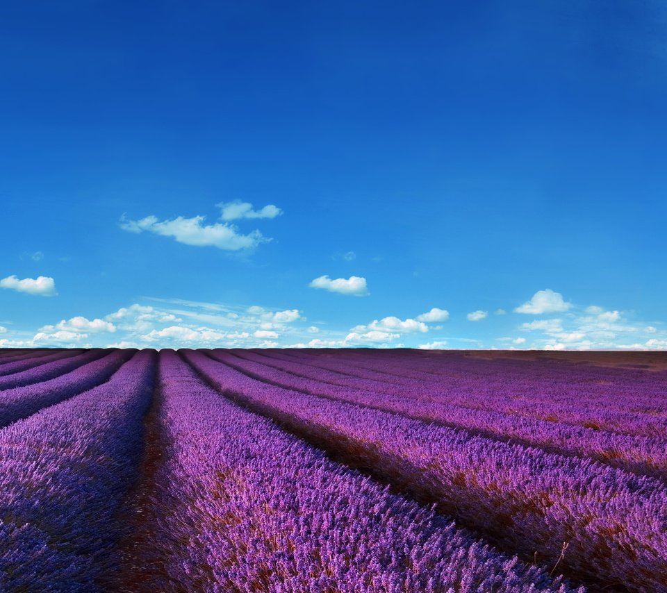 Обои небо, цветы, облака, поля, лаванда, the sky, flowers, clouds, field, lavender разрешение 2880x1920 Загрузить