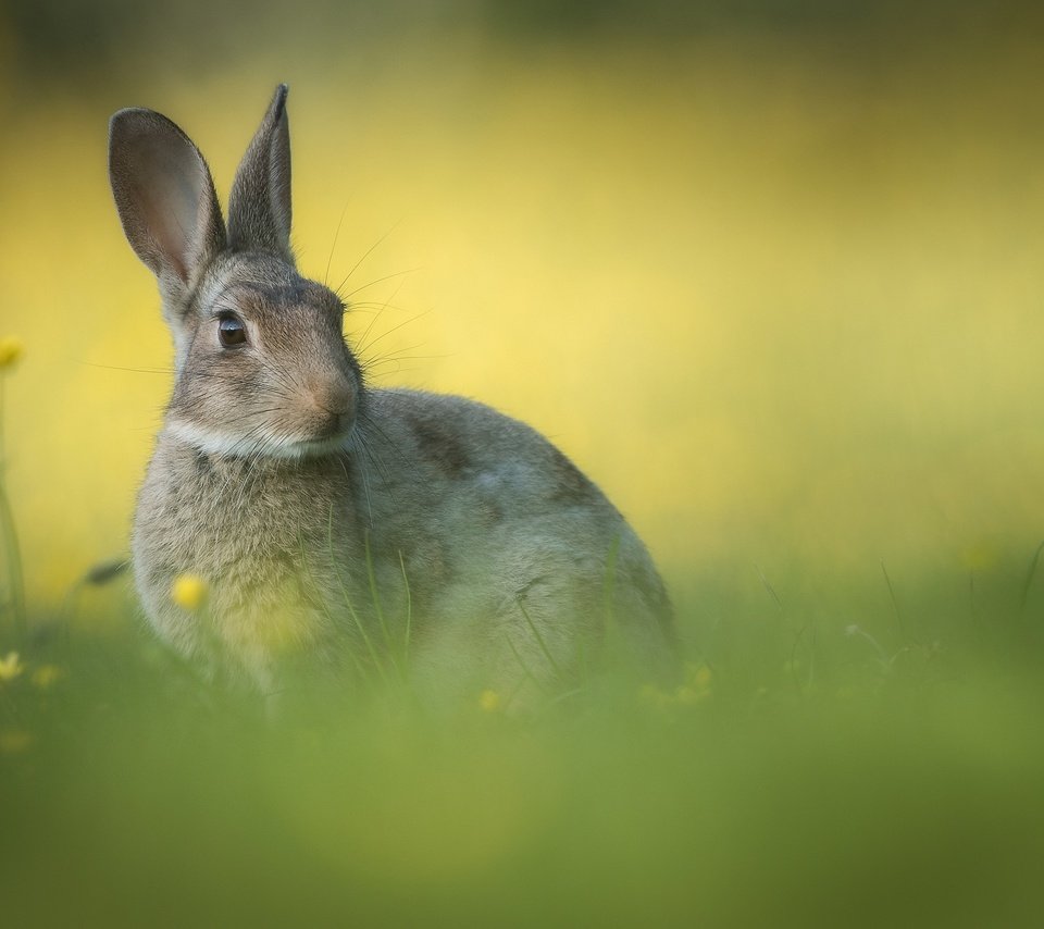 Обои цветы, трава, фон, ушки, кролик, flowers, grass, background, ears, rabbit разрешение 2000x1333 Загрузить