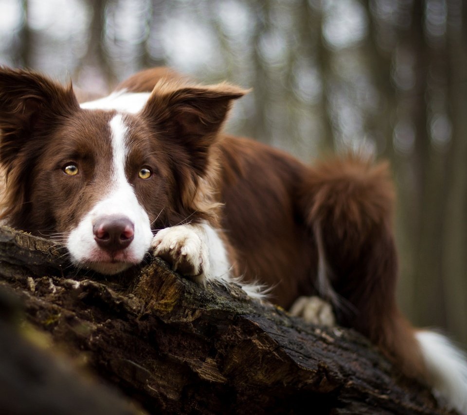 Обои мордочка, взгляд, собака, бордер-колли, birgit chytracek, muzzle, look, dog, the border collie разрешение 1920x1200 Загрузить