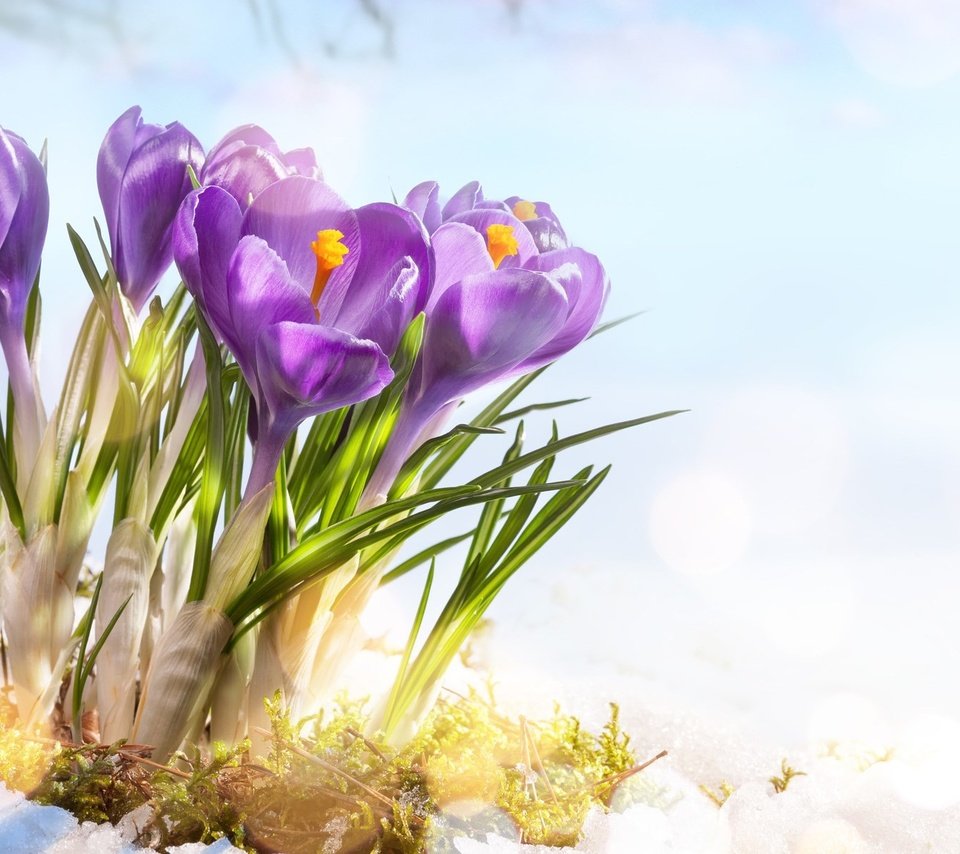 Обои цветы, снег, весна, крокусы, flowers, snow, spring, crocuses разрешение 1920x1200 Загрузить