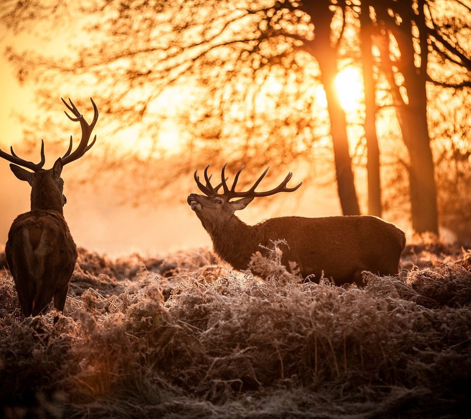 Обои солнце, природа, олень, утро, рога, олени, the sun, nature, deer, morning, horns разрешение 1920x1200 Загрузить