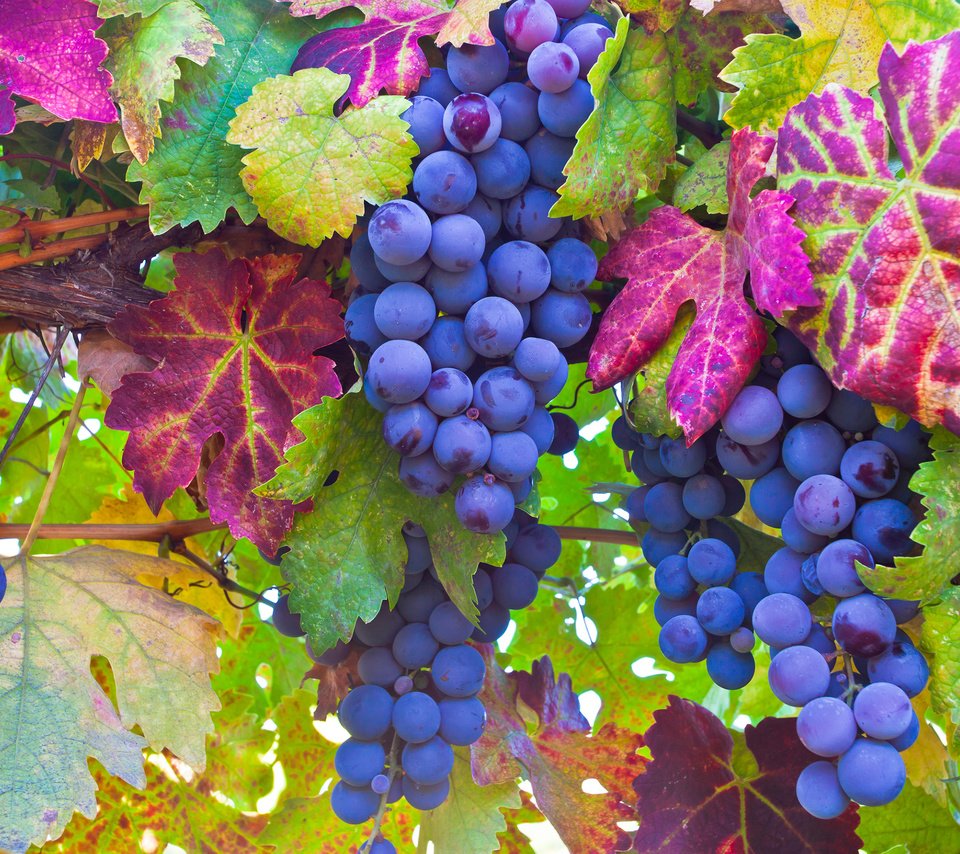 Обои листья, макро, виноград, ягоды, лоза, грозди, leaves, macro, grapes, berries, vine, bunches разрешение 2880x1800 Загрузить