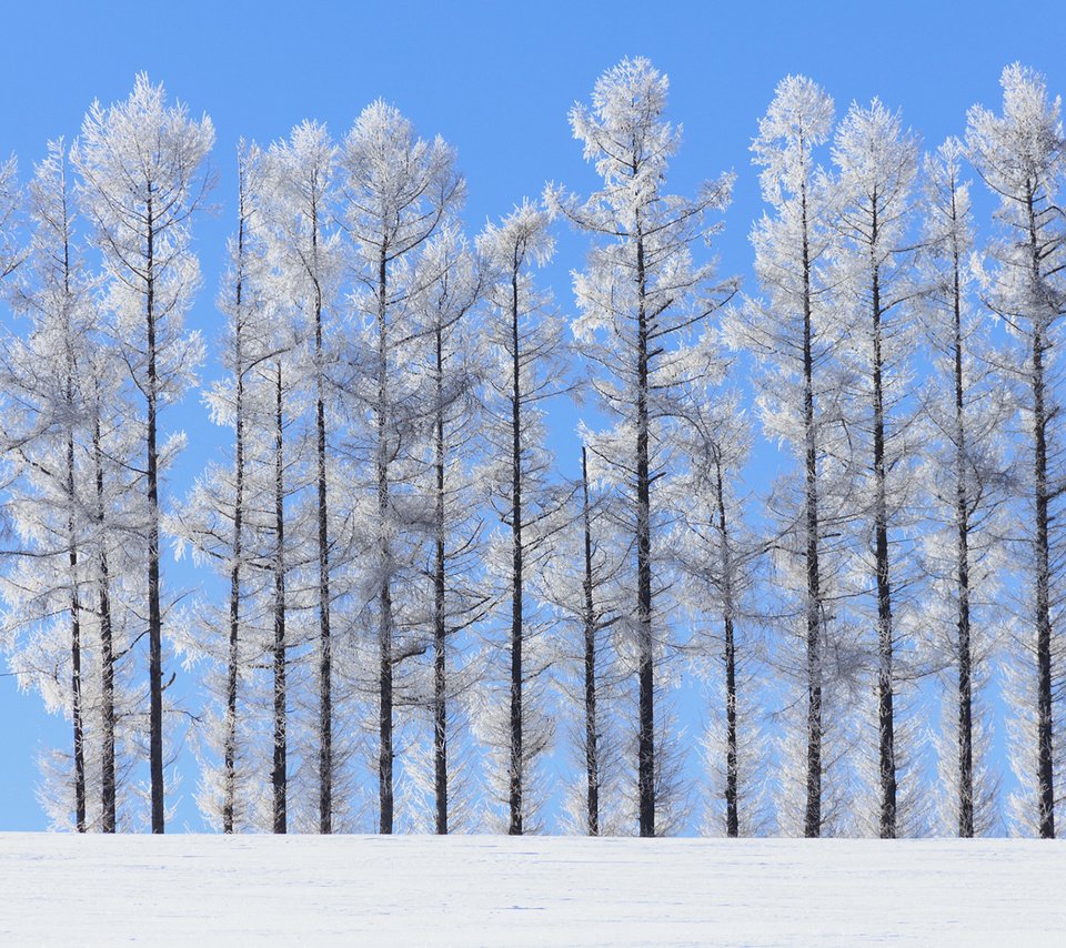 Обои небо, деревья, природа, зима, пейзаж, стволы, norihiko araki, the sky, trees, nature, winter, landscape, trunks разрешение 1920x1200 Загрузить