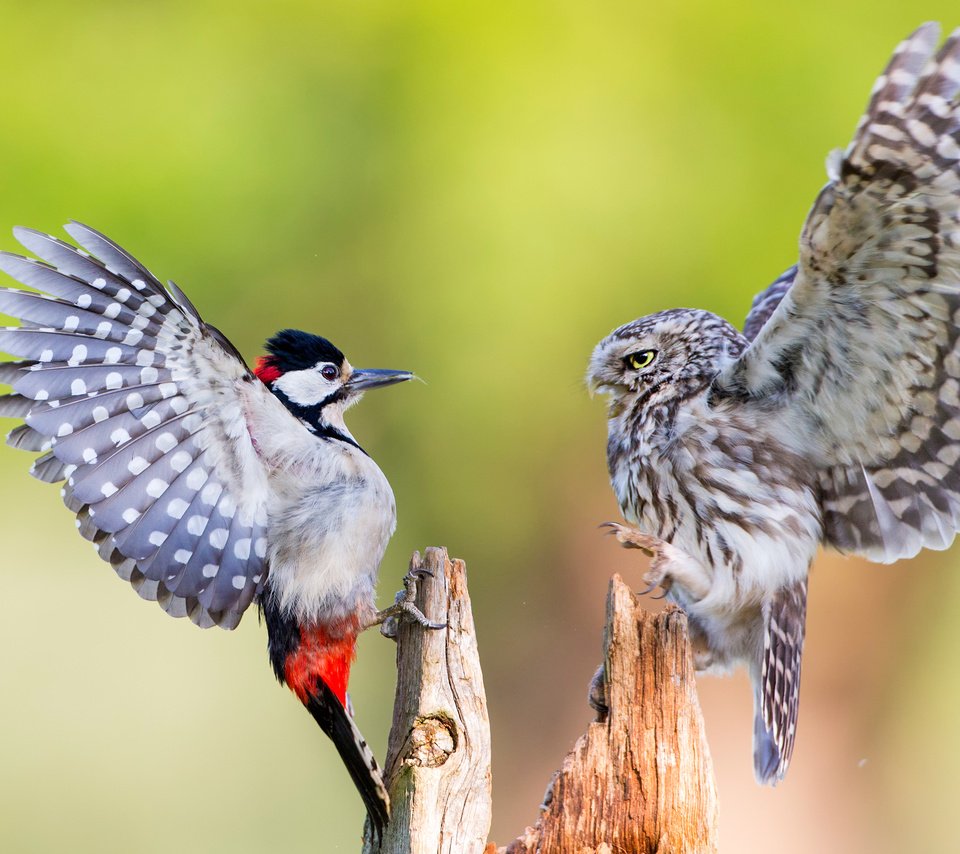 Обои сова, крылья, птицы, клюв, перья, дятел, домовый сыч, owl, wings, birds, beak, feathers, woodpecker, the little owl разрешение 3000x2000 Загрузить