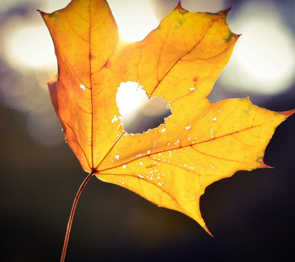 Обои осень, лист, сердце, любовь, кленовый лист, autumn, sheet, heart, love, maple leaf разрешение 2500x1656 Загрузить