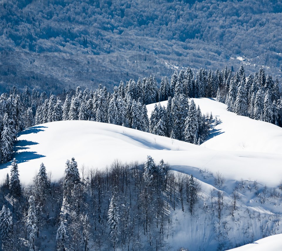 Обои деревья, горы, снег, лес, зима, россия, trees, mountains, snow, forest, winter, russia разрешение 2560x1707 Загрузить