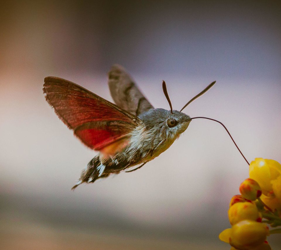 Обои цветы, насекомое, бабочка, крылья, размытость, бражник, tomi imot, flowers, insect, butterfly, wings, blur, hyles, imot tomi разрешение 2000x1222 Загрузить