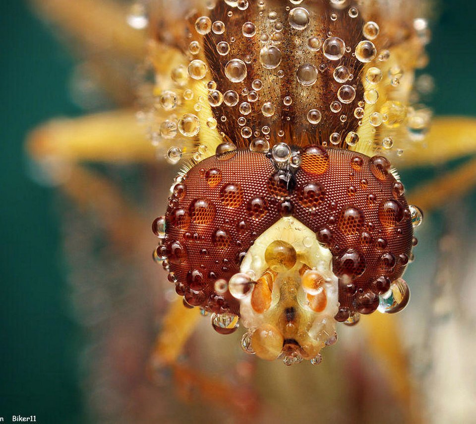 Обои глаза, макро, насекомое, капли, муха, ondrej pakan, eyes, macro, insect, drops, fly разрешение 1920x1262 Загрузить