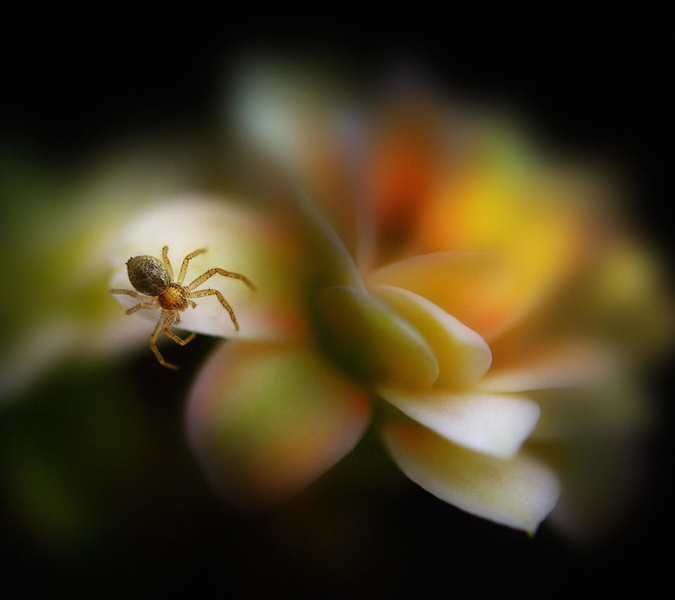 Обои макро, насекомое, цветок, лепестки, размытость, паук, паучок, antonio amati, macro, insect, flower, petals, blur, spider разрешение 2048x1556 Загрузить