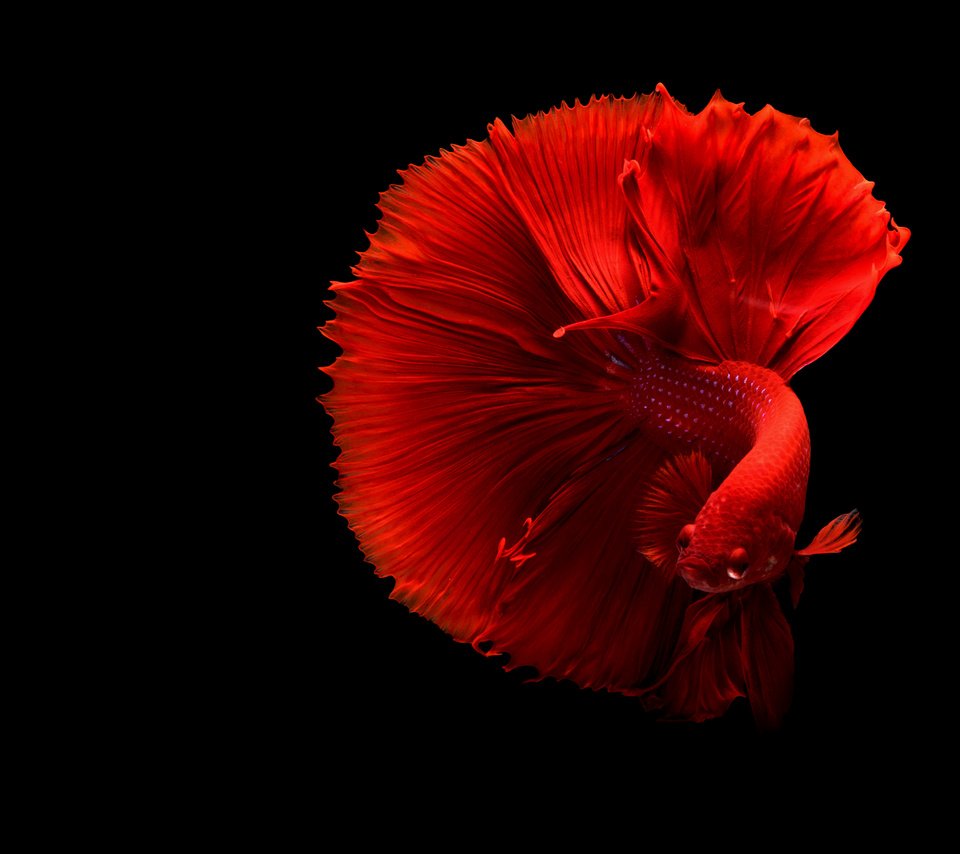 Обои черный фон, рыбка, хвост, рыба, подводный мир, петушок, black background, fish, tail, underwater world, cock разрешение 4879x3253 Загрузить