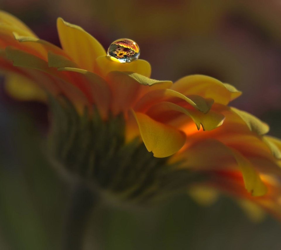 Обои макро, цветок, капля, лепестки, календула, aylin in the dropland, macro, flower, drop, petals, calendula разрешение 2000x1167 Загрузить