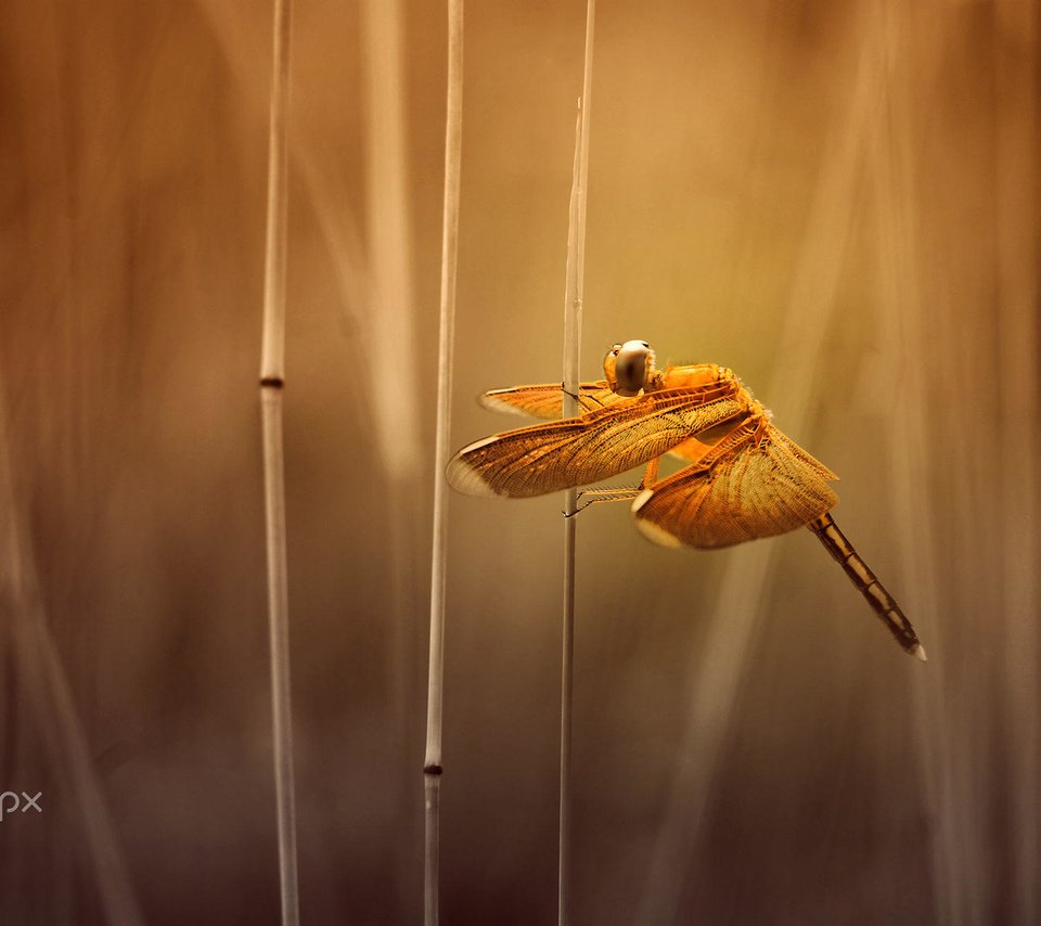 Обои трава, насекомое, крылья, размытость, стрекоза, стебли, alfian ismail, grass, insect, wings, blur, dragonfly, stems разрешение 2000x1333 Загрузить