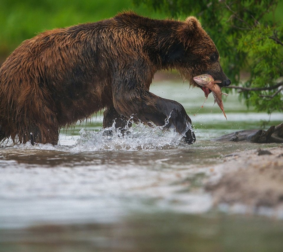 Обои морда, вода, лапы, медведь, рыба, рыбалка, александр маркелов, face, water, paws, bear, fish, fishing, alexander markelov разрешение 1920x1280 Загрузить