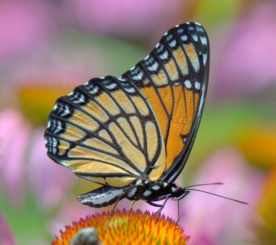 Обои цветы, насекомое, бабочка, крылья, монарх, flowers, insect, butterfly, wings, monarch разрешение 2048x1366 Загрузить