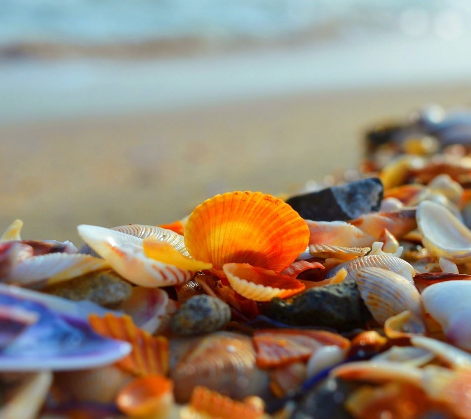 Обои берег, макро, море, ракушки, shore, macro, sea, shell разрешение 3000x1892 Загрузить