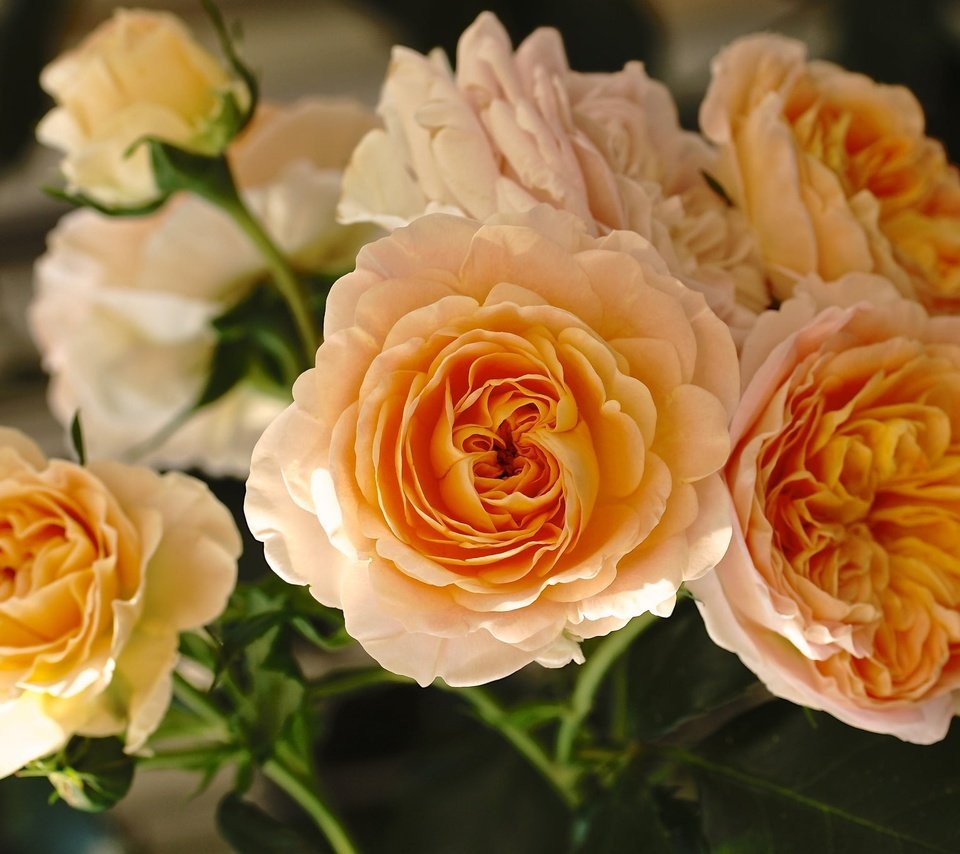 Обои цветы, бутоны, розы, лепестки, жёлтые розы, flowers, buds, roses, petals, yellow roses разрешение 2048x1368 Загрузить