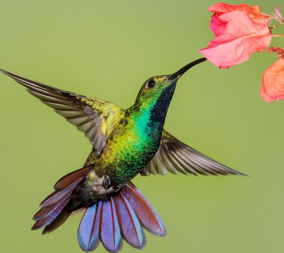 Обои цветок, крылья, птица, клюв, колибри, колибри-манго, flower, wings, bird, beak, hummingbird, hummingbird-mango разрешение 2048x1425 Загрузить
