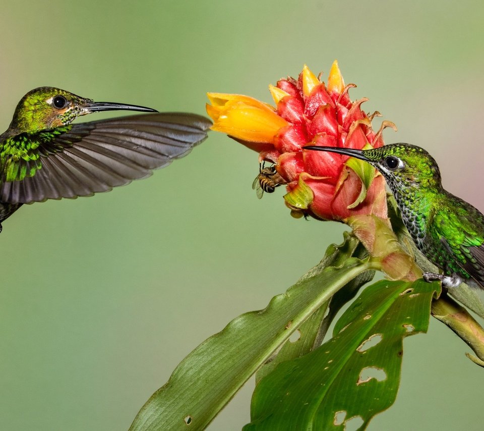 Обои цветок, крылья, птицы, клюв, колибри, колибри-бриллиант, flower, wings, birds, beak, hummingbird, hummingbird-diamond разрешение 2048x1152 Загрузить